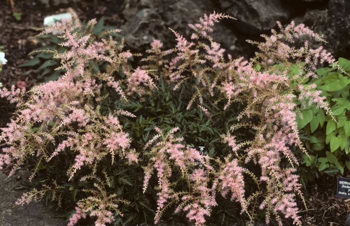 Astilbe-Dwarf - Astilbe 'Sprite' from Betty's Azalea Ranch