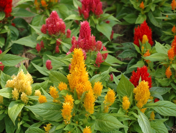 Ice Cream Mix Celosia - Celosia plumosa ''Ice Cream Mix'' (Celosia) from Betty's Azalea Ranch