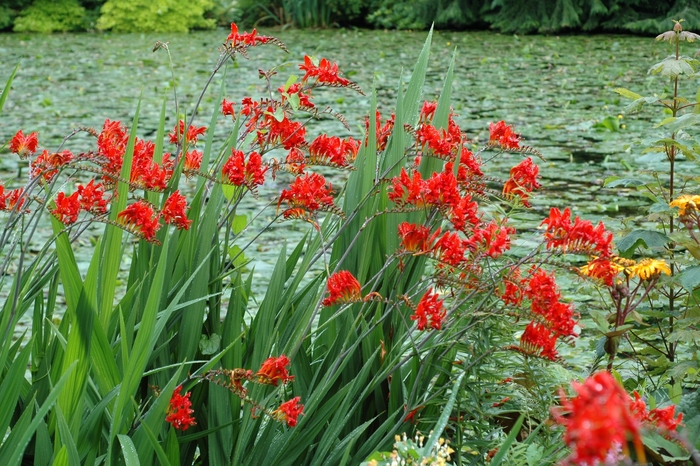 Monbretia - Crocosmia 'Lucifer' from Betty's Azalea Ranch