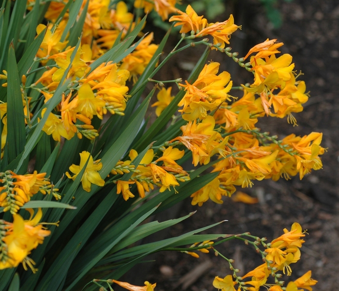 Montbretia - Crocosmia x crocosmiiflora 'Walburton Yellow' from Betty's Azalea Ranch