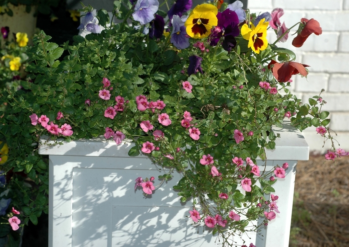 Diascia - Twinspur - Multiple Varieties from Betty's Azalea Ranch