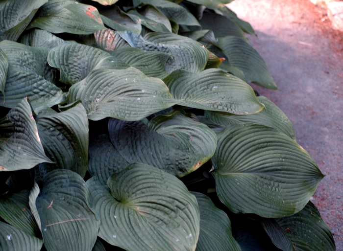 Hosta - Hosta 'Blue Angel' from Betty's Azalea Ranch Hosta - Hosta 'Blue Angel' from Betty's Azalea Ranch