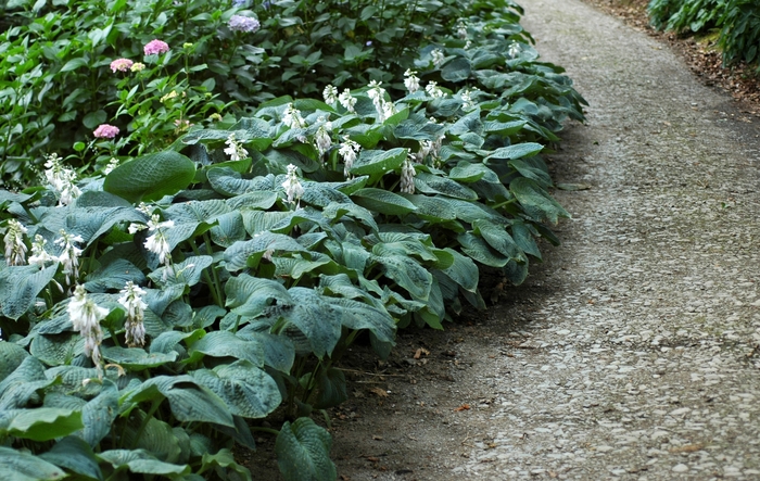 Elegans Hosta, Plantain Lily - Hosta sieboldiana ''Elegans'' (Hosta, Plantain Lily) from Betty's Azalea Ranch