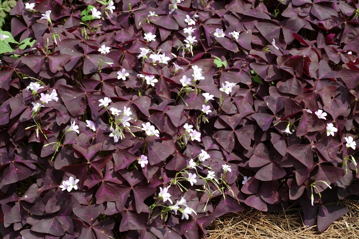 Purpurea Ornamental Purple Shamrock - Oxalis regnellii ''Purpurea'' (Ornamental Purple Shamrock) from Betty's Azalea Ranch