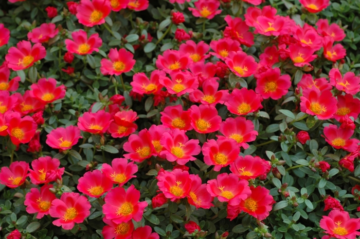 Rio Scarlet Purslane - Portulaca oleracea ''Rio Scarlet'' (Purslane) from Betty's Azalea Ranch