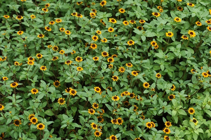 Mandarin Orange Creeping Zinnia - Sanvitalia procumbens ''Mandarin Orange'' (Creeping Zinnia) from Betty's Azalea Ranch