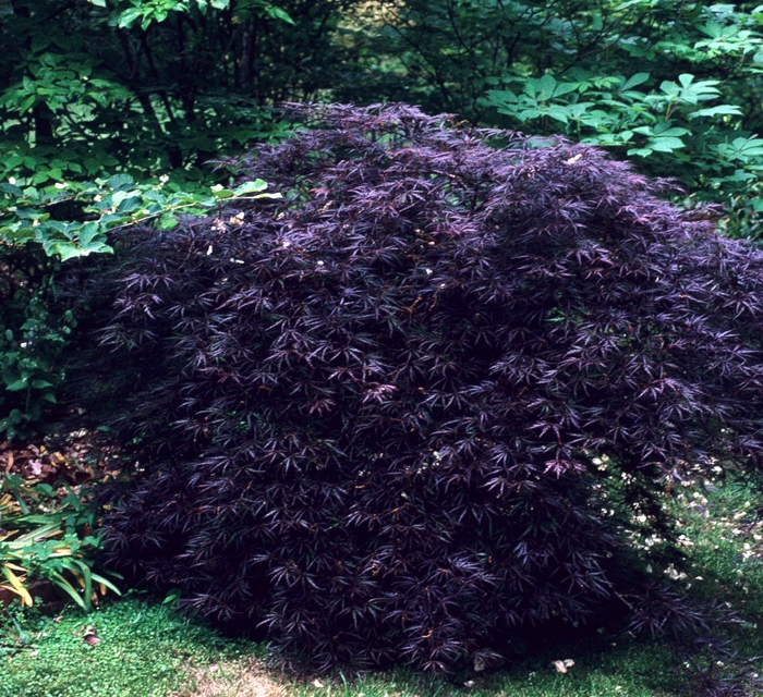 Japanese Maple - Acer palmatum 'Crimson Queen' from Betty's Azalea Ranch