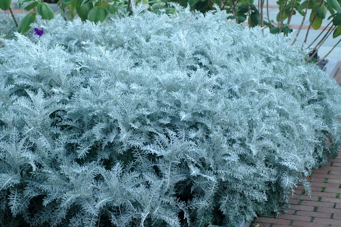 Colchester White Dusty Miller - Centaurea cineraria ''Colchester White'' (Dusty Miller) from Betty's Azalea Ranch