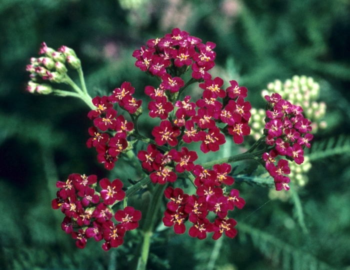 Yarrow - Achillea millefolium 'Paprika' from Betty's Azalea Ranch