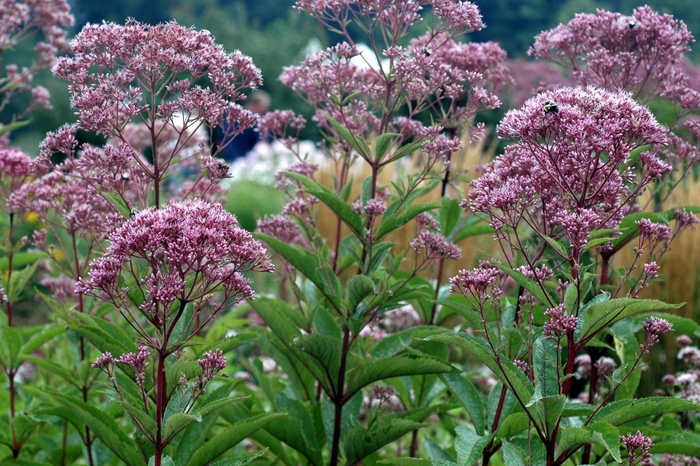 Atropurpureum Trumpetweed - Eupatorium fistulosum ''Atropurpureum'' (Trumpetweed) from Betty's Azalea Ranch