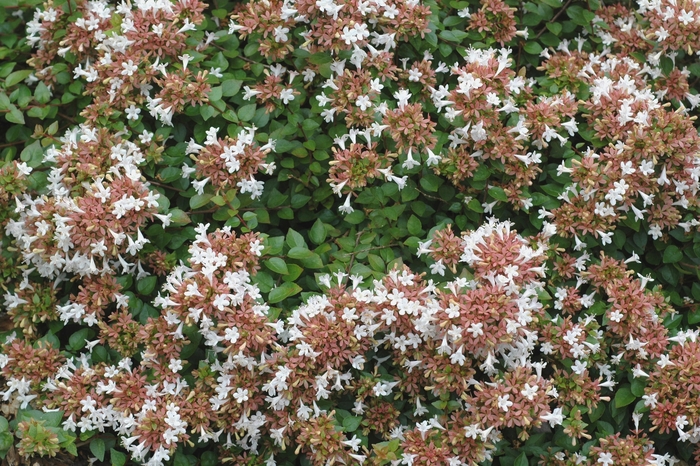 Rose Creek Glossy Abelia - Abelia x chinensis ''Rose Creek'' (Glossy Abelia) from Betty's Azalea Ranch