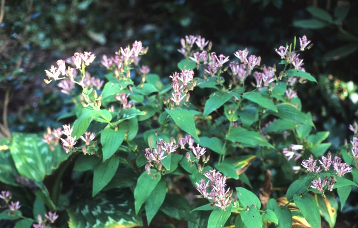 Sinonome Toad Lily - Tricyrtis ''Sinonome'' (Toad Lily) from Betty's Azalea Ranch