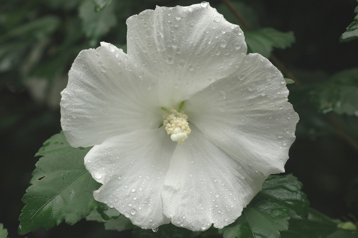 Diana Diana Rose of Sharon - Hibiscus syriacus ''Diana'' (Diana Rose of Sharon) from Betty's Azalea Ranch