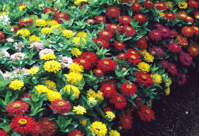 Dreamland™ Mix - Zinnia elegans from Betty's Azalea Ranch