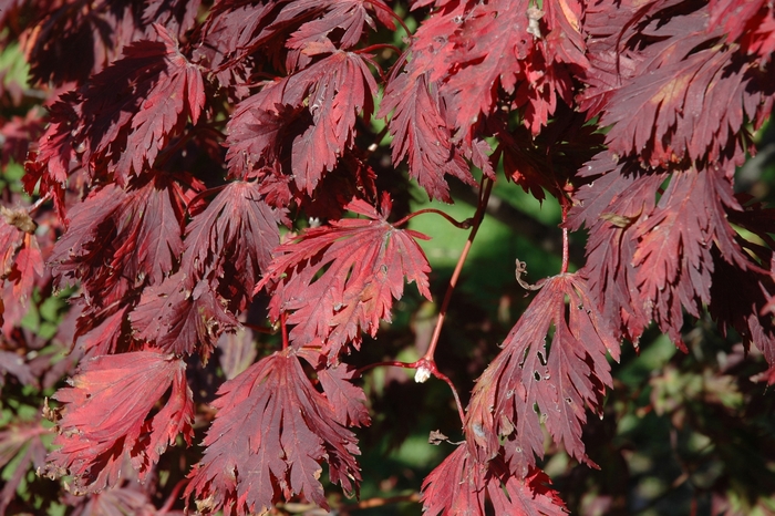 Fullmoon Maple - Acer japonicum (Fullmoon Maple) from Betty's Azalea Ranch