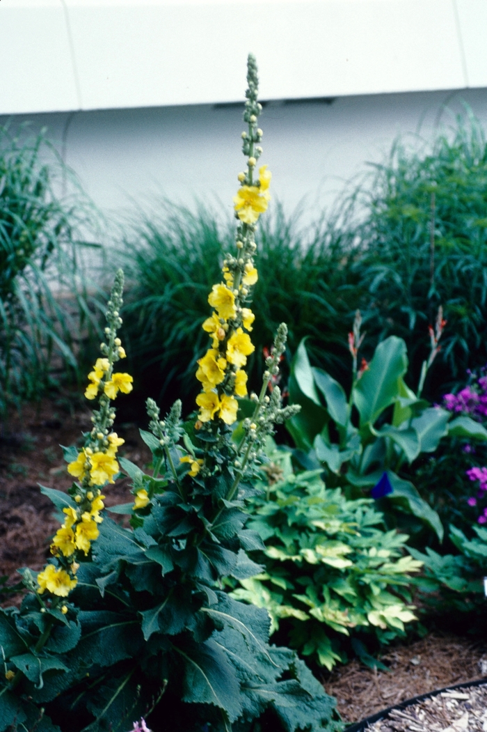 Banana Custard Mullein - Verbascum ''Banana Custard'' (Mullein) from Betty's Azalea Ranch