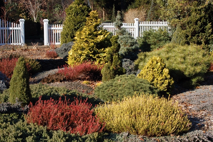 Golden Hinoki False Cypress - Chamaecyparis obtusa 'Aurea' from Betty's Azalea Ranch