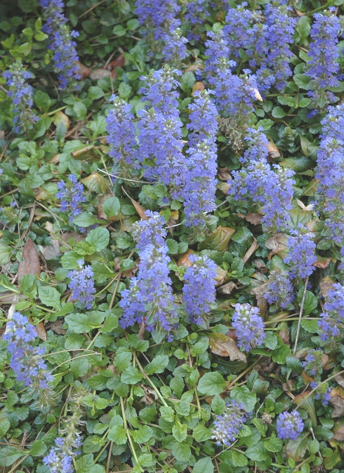 Common Bugle Weed - Ajuga reptans from Betty's Azalea Ranch