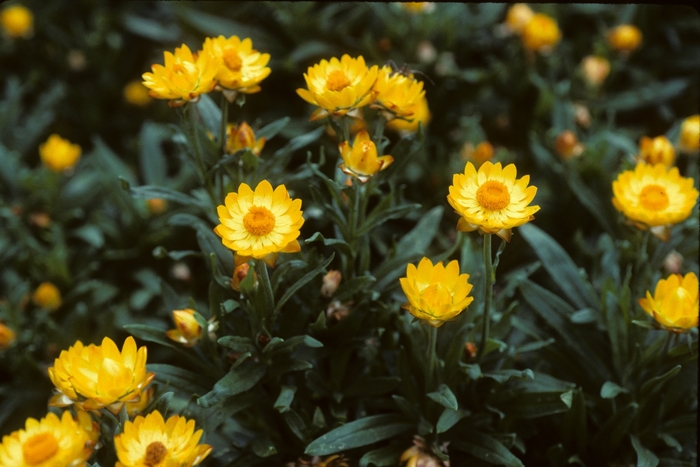 Strawflower Sundaze® - Bracteantha bracteata 'Sundaze Golden Yellow' from Betty's Azalea Ranch