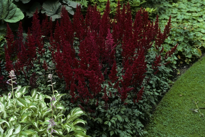 False Spirea - Astilbe japonica 'Montgomery' from Betty's Azalea Ranch