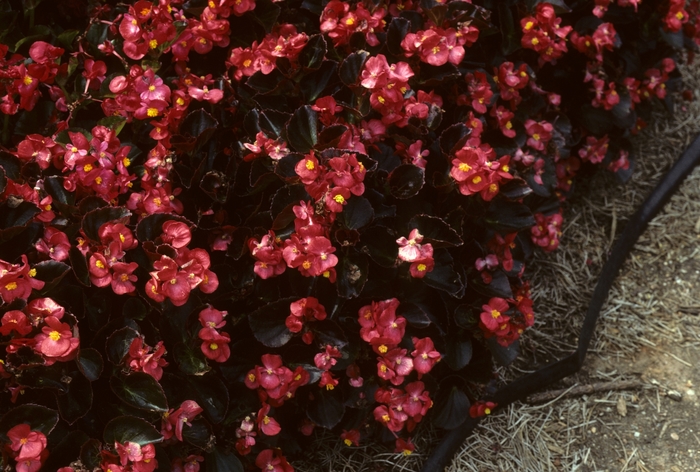 Wax Begonia Cocktail® - Begonia Cocktail® Vodka from Betty's Azalea Ranch