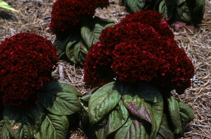 Jewel Box Red Cockscomb - Celosia argentea var. cristata ''Jewel Box Red'' (Cockscomb) from Betty's Azalea Ranch