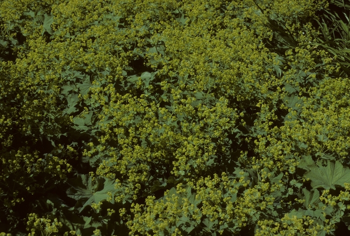 Lady's Mantel - Alchemilla mollis 'Thriller' from Betty's Azalea Ranch