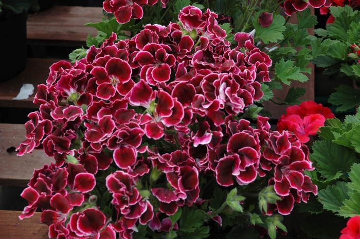 Maiden Iced Wine Regal Geranium - Pelargonium x domesticum ''Maiden Iced Wine'' (Regal Geranium) from Betty's Azalea Ranch