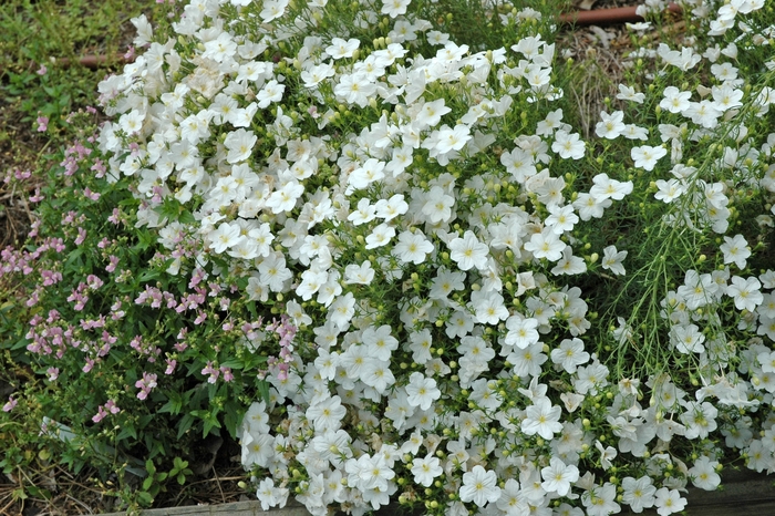 White Robe Nierembergia - Nierembergia ''White Robe'' (Nierembergia) from Betty's Azalea Ranch
