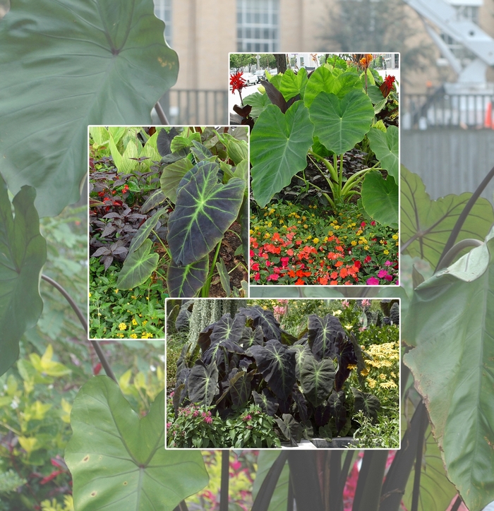 Colocasia - Elephant's Ear - Multiple Varieties from Betty's Azalea Ranch