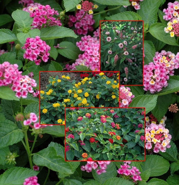 Assorted Lantana - Lantana (Assorted Lantana) from Betty's Azalea Ranch Assorted Lantana - Lantana (Assorted Lantana) from Betty's Azalea Ranch