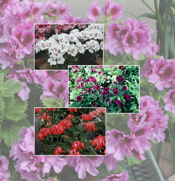 Geranium - Multiple Varieties from Betty's Azalea Ranch