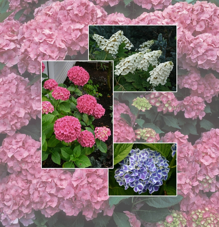 Hydrangea - Multiple Varieties from Betty's Azalea Ranch Hydrangea - Multiple Varieties from Betty's Azalea Ranch