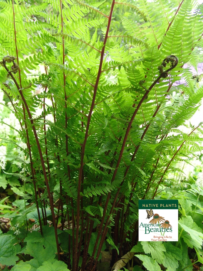 Red Lady Fern - Athyrium filix-femina 'Lady in Red' from Betty's Azalea Ranch