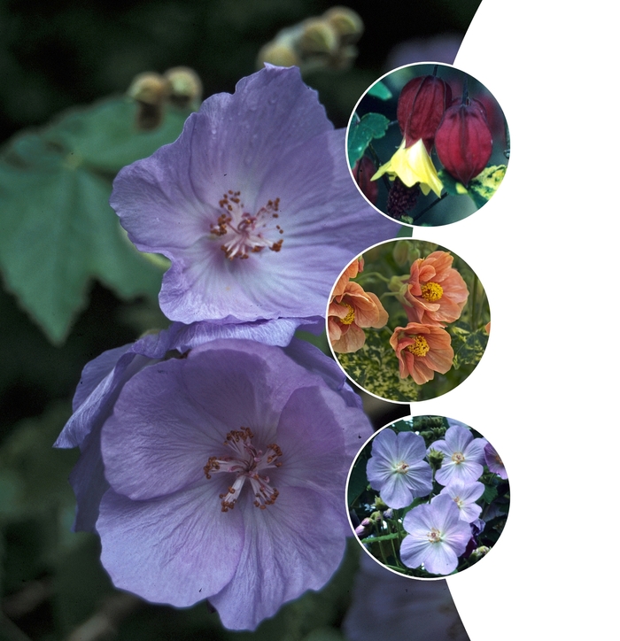 Flowering Maple - Abutilon Multiple Varieties (Flowering Maple) from Betty's Azalea Ranch