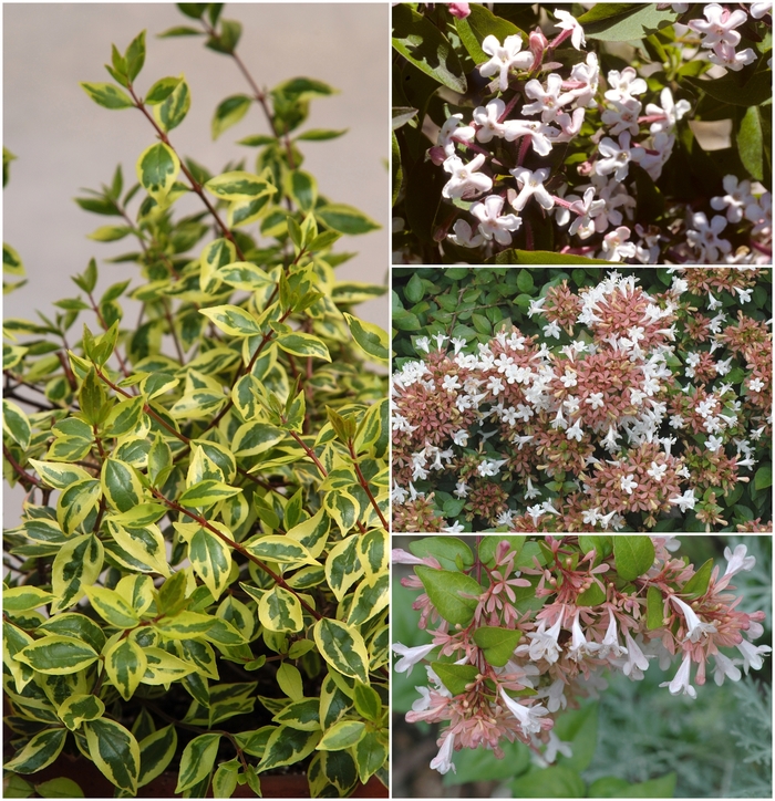 Assorted Abelia - Abelia from Betty's Azalea Ranch