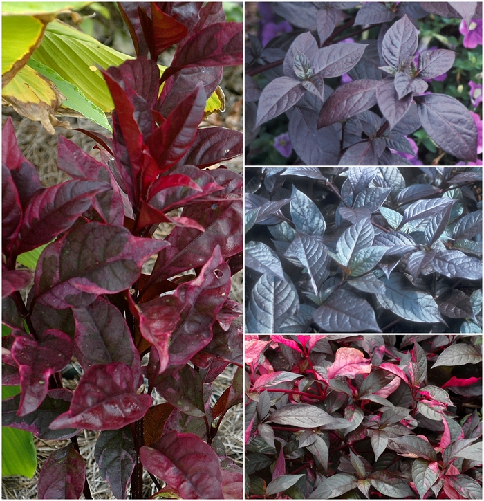 Assorted - Alternanthera (Assorted) from Betty's Azalea Ranch