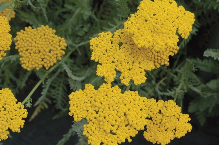 Yarrow - Achillea hybrid 'Coronation Gold' from Betty's Azalea Ranch