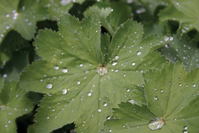 Lady's Mantle - Alchemilla mollis from Betty's Azalea Ranch