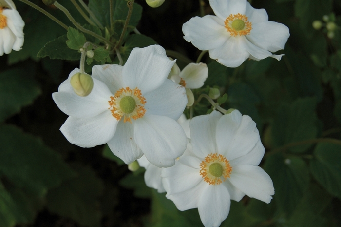 Honorine Jobert Anemone - Anemone x hybrida 'Honorine Jobert' from Betty's Azalea Ranch