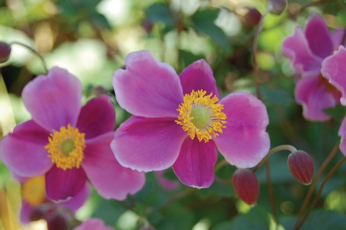 Anemone - Anemone 'September Charm' from Betty's Azalea Ranch