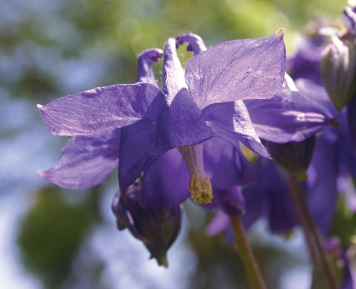 Columbine - Aquilegia alpina from Betty's Azalea Ranch Columbine - Aquilegia alpina from Betty's Azalea Ranch