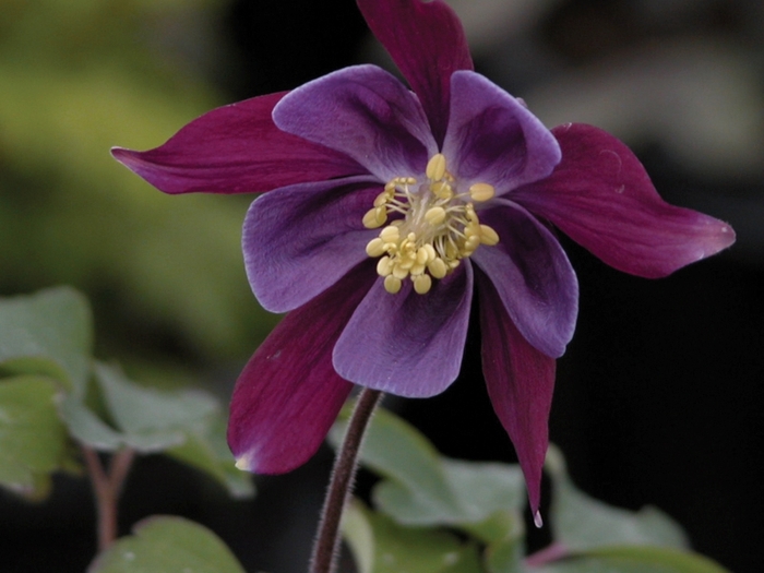 Columbine - Aquilegia x 'Biedermeier' from Betty's Azalea Ranch