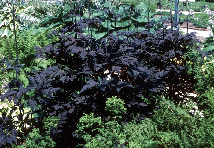 ''Hillside Black Beauty'' Purple-leaf Bugbane - Actaea ramosa from Betty's Azalea Ranch