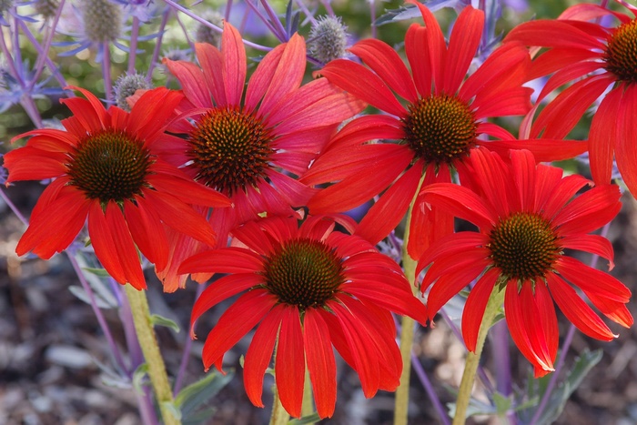 Prairie Stars™ Tomato Soup - Echinacea ''Tomato Soup'' PP 19,427 (Coneflower) from Betty's Azalea Ranch