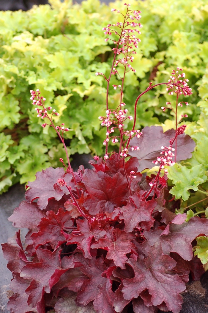 Fire Chief Coral Bell - Heuchera 'Fire Chief' from Betty's Azalea Ranch