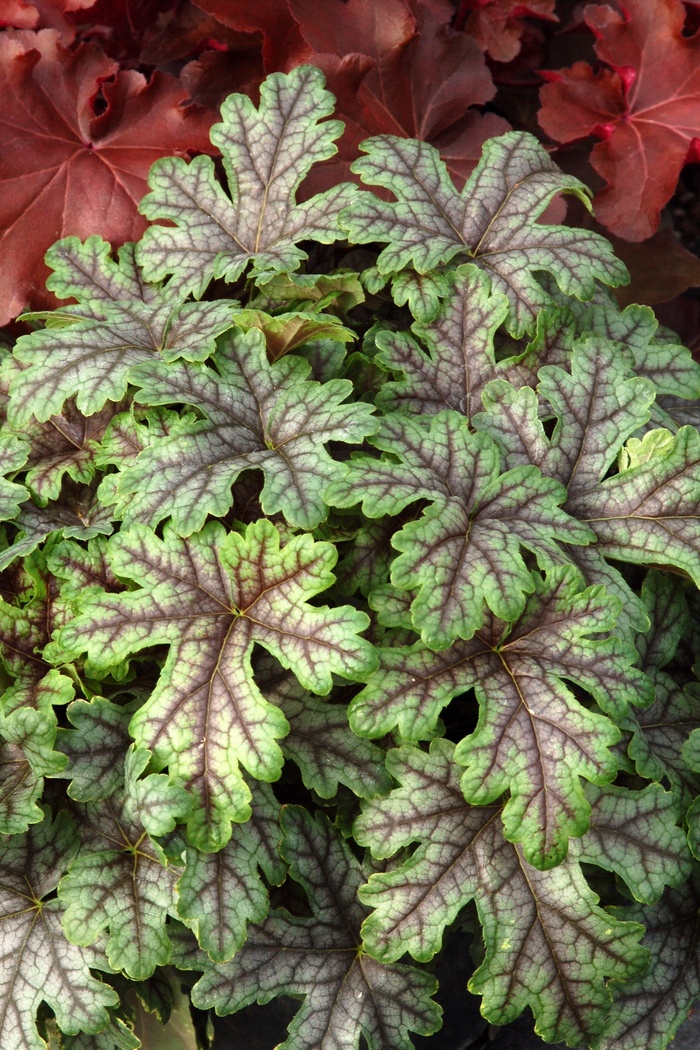 Tapestry Foamy Bells - Heucherella 'Tapestry' from Betty's Azalea Ranch