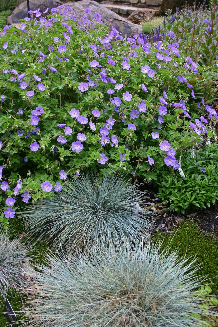 Rozanne Cranesbill - Geranium 'Rozanne' from Betty's Azalea Ranch