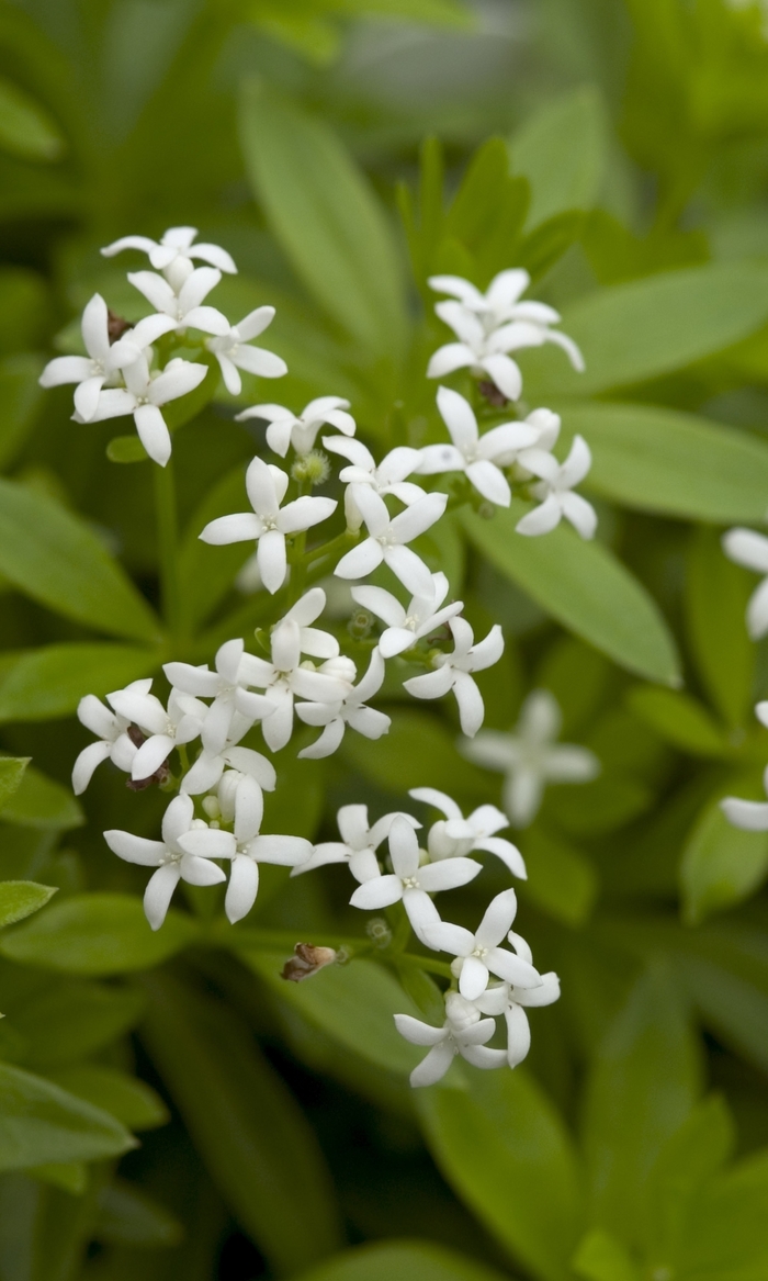 Sweet Woodruff - Galium odoratum from Betty's Azalea Ranch