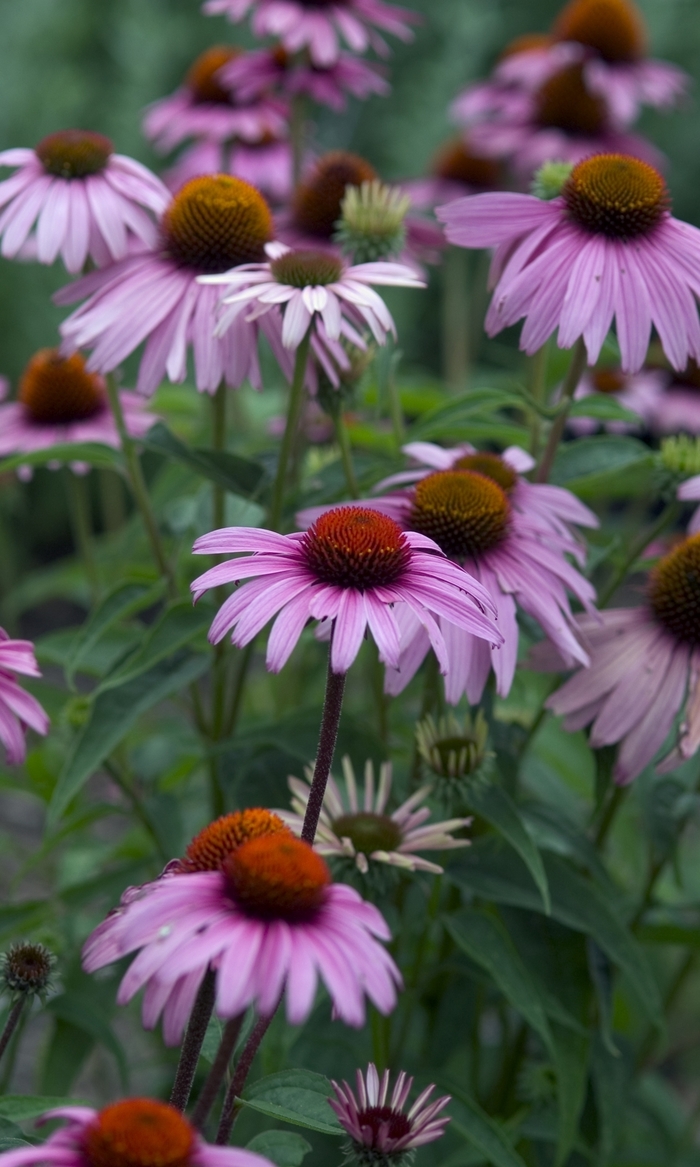 Magnus Coneflower - Echinacea 'Magnus' from Betty's Azalea Ranch